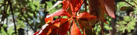 Pumpkin News - Octobre 2025